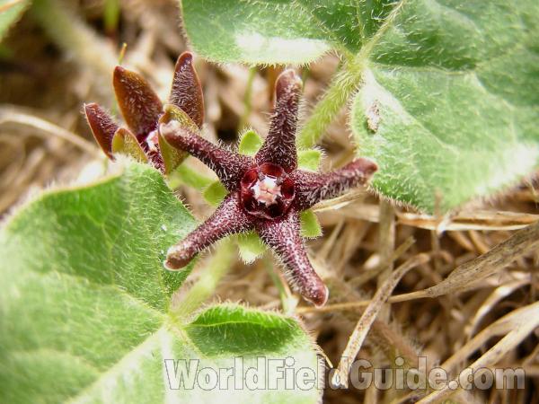 Flower<br>(Location of Picture: Lbj Grassland, Texas, USA, 2005)