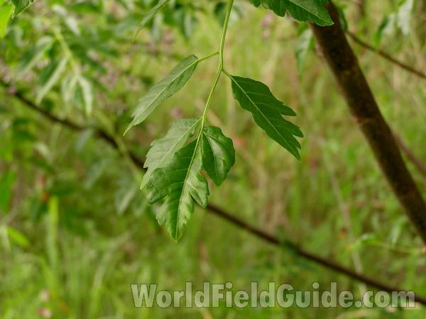 Leaves<br>(Location of Picture: Oakmont Park, Texas, USA, 2005)