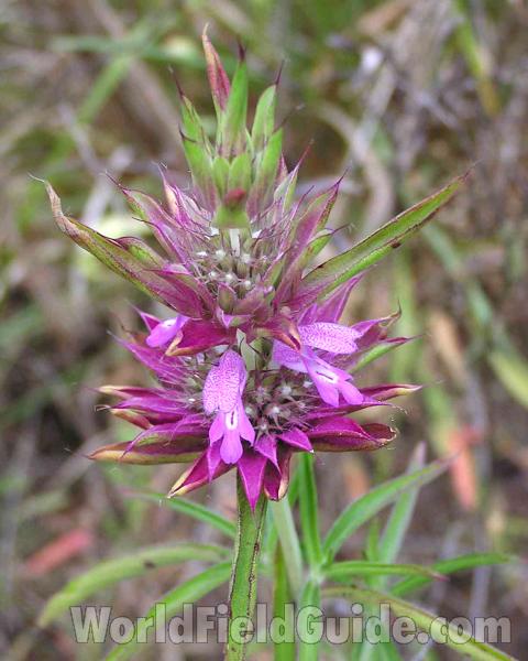 Top Of Plant<br>(Location of Picture: Ft Richardson, Texas, USA, 2005)