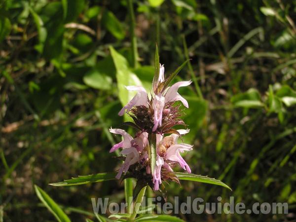 Top Of Plant in  Bloom<br>(Location of Picture: Ft Richardson Park, Texas, USA)