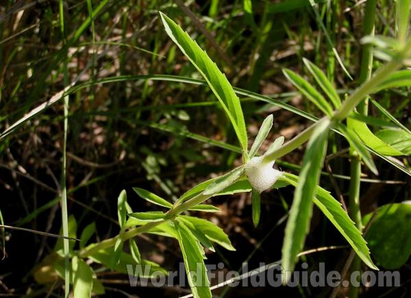 Leaves and Stem<br>(Location of Picture: Ft Richardson Park, Texas, USA)
