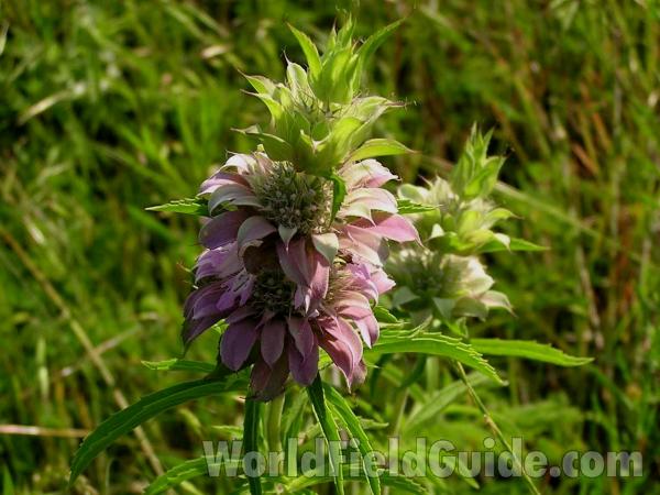 Flower Head<br>(Location of Picture: Big Thicket, Texas, USA, 2005)