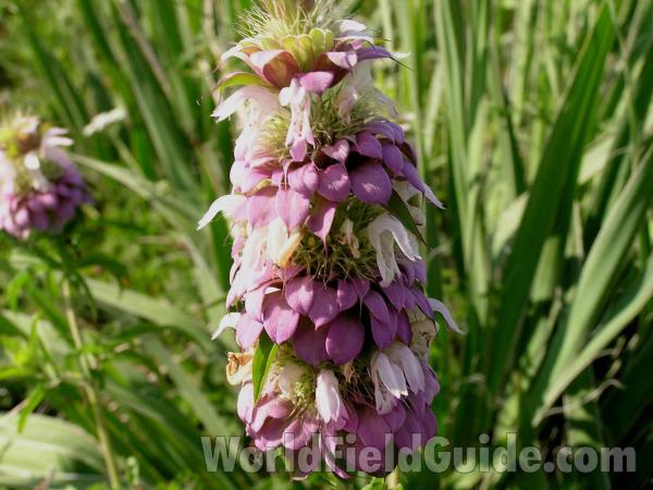 Flower Head Close<br>(Location of Picture: Big Thicket, Texas, USA, 2005)