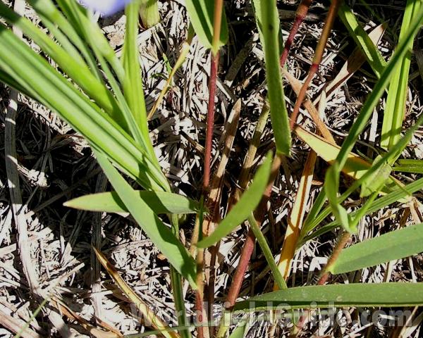 Leaves<br>(Location of Picture: LBJ Grasslands, Texas, USA, 2005)