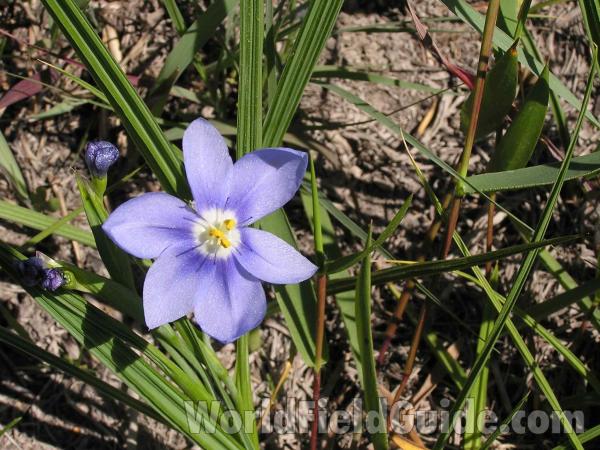 Flower and Leaves<br>(Location of Picture: LBJ Grasslands, Texas, USA, 2005)