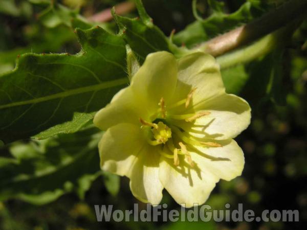 Flower and Leaf<br>(Location of Picture: Joe Pool Lake, Texas, USA, 2005)