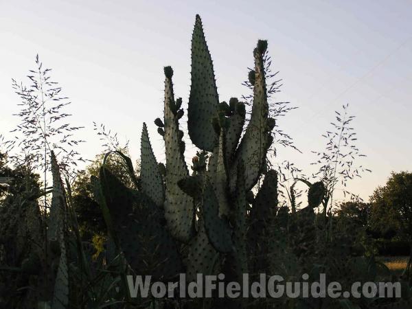 Silhouette Showing Leaf Shapes<br>(Location of Picture: Garden, Fort Worth, Texas, USA)