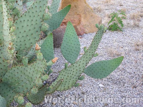 Pads - Close View<br>(Location of Picture: Garden, Fort Worth, Texas, USA)