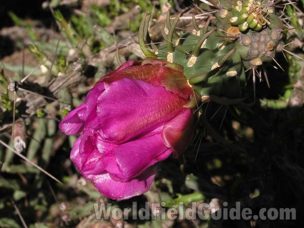 Bud<br>(Location of Picture: Ft Richardson, Texas, USA, 2005)