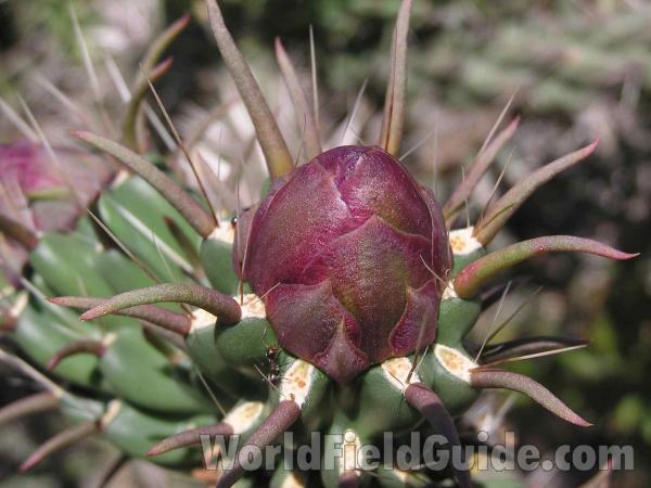 Bud - Close View<br>(Location of Picture: Ft Richardson, Texas, USA, 2005)