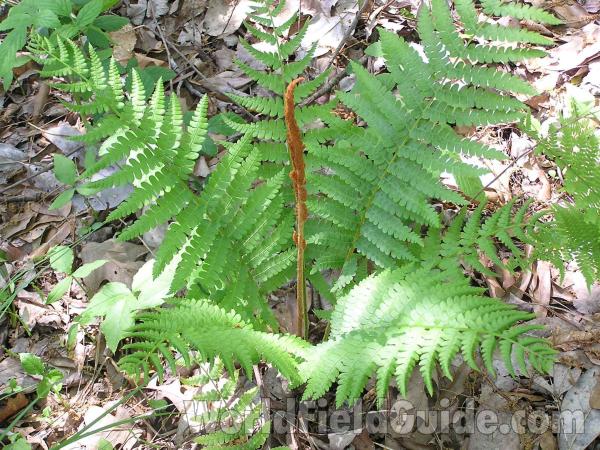 Habitat<br>(Location of Picture: Geraldine Watson, Big Thicket,texas)