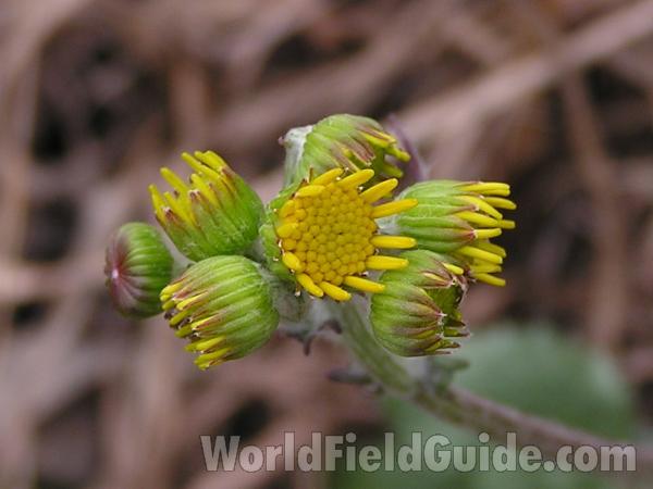 Opening Flower<br>(Location of Picture: Tandy Hills, Texas, USA, 2005)