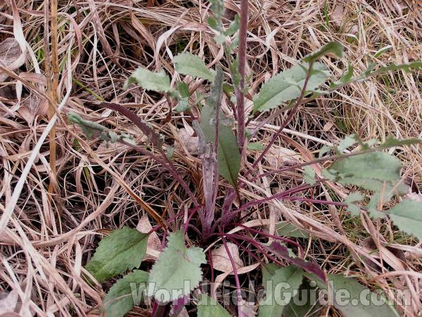 Basal Rosette<br>(Location of Picture: Tandy Hills, Texas, USA, 2005)