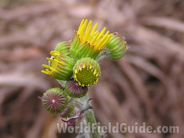 Opening Flower - Close View<br>(Location of Picture: Tandy Hills, Texas, USA, 2005)