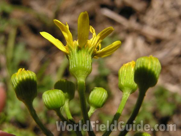 Flower - Back View<br>(Location of Picture: Joe Pool Lake, Texas, USA, 2005)