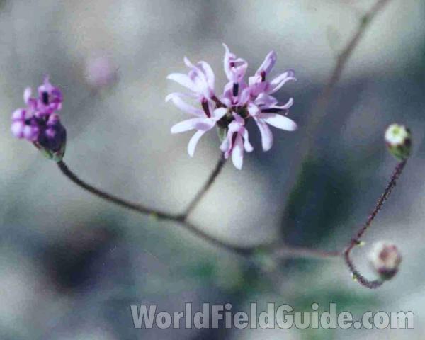 Flower Head<br>(Location of Picture: Prairie,  texas, USA, 2005)