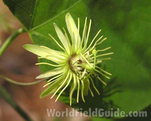 Flower<br>(Location of Picture: Sundew Trail, Texas, USA, 2005)