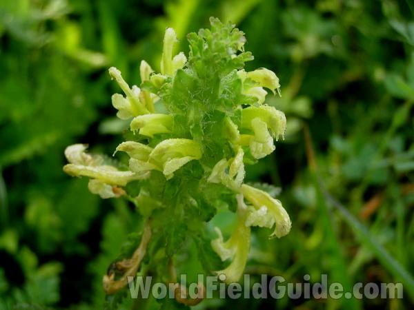 Flower Head<br>(Location of Picture: San Augustine, Texas, USA, 2005)