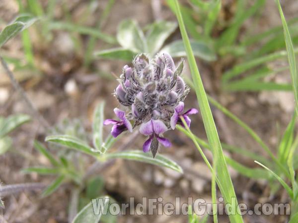 Top Of Plant in  Bloom<br>(Location of Picture: Lbj Grassland, Texas, 2005)