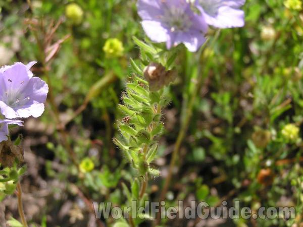 Hairy Leaves and Upper Stem<br>(Location of Picture: Oakmont Park, Ililnois, USA, 2005)