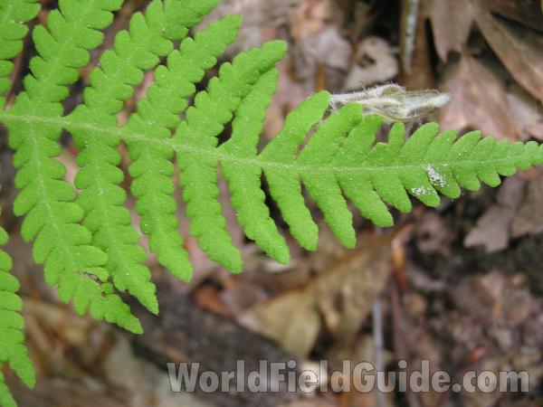 Frond - Close View<br>(Location of Picture: Colorow Creek, Texas, USA, 2005)