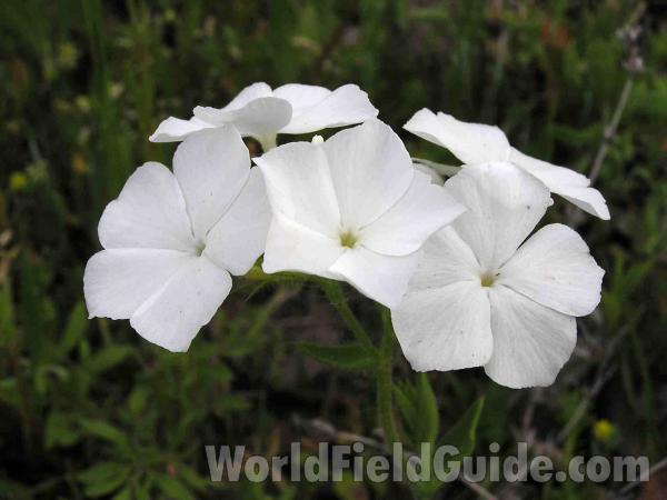 Flowers<br>(Location of Picture: San Augustine, East Texas, USA)