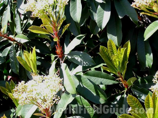 Leaves<br>(Location of Picture: Tandy Hills, Texas, USA, 2005)