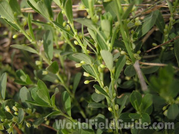 Stem, Flowers, Leaves<br>(Location of Picture: Lbj Grassland, Texas, USA, 2005)
