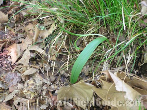 Leaf<br>(Location of Picture: Colorow Creek, Texas, USA, 2005)