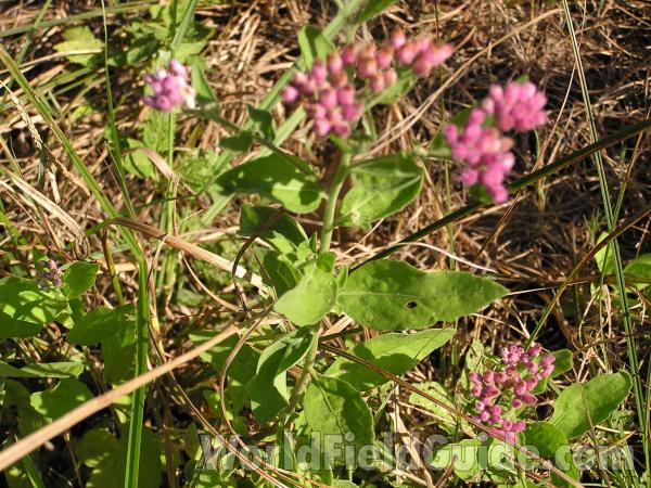 Stem and Leaves<br>(Location of Picture: San Augustine, E Texas, USA, 2005)