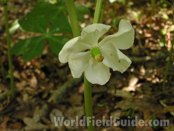 Old Flower<br>(Location of Picture: San Augustine, E Texas, USA, 2005)