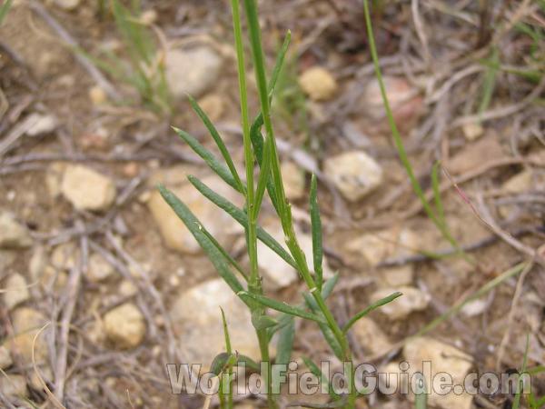 Leaves<br>(Location of Picture: Stella Rowan, Ft Worth, Texas, 05)