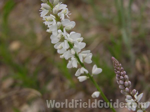 Flower Stalk, Alternate View<br>(Location of Picture: Stella Rowan, Ft Worth, Texas, 05)