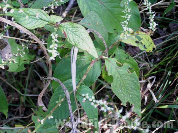 Leaves<br>(Location of Picture: Spring Creek, Texas, USA, 2005)