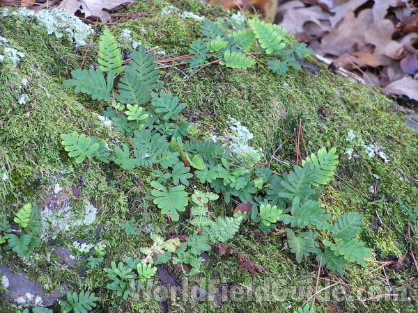 Habitat - On Rock<br>(Location of Picture: Tyler State Park, Texas, USA)