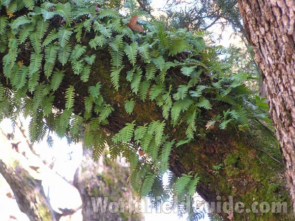 Close View Of Branch<br>(Location of Picture: Tyler State Park, Texas, USA)