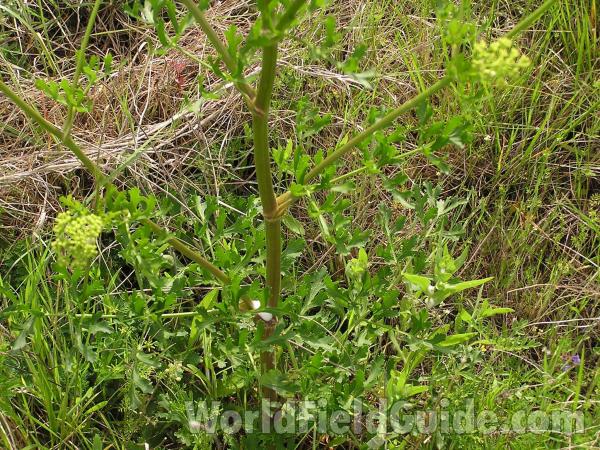 Stem<br>(Location of Picture: Prairie, Texas,, USA, 2005)