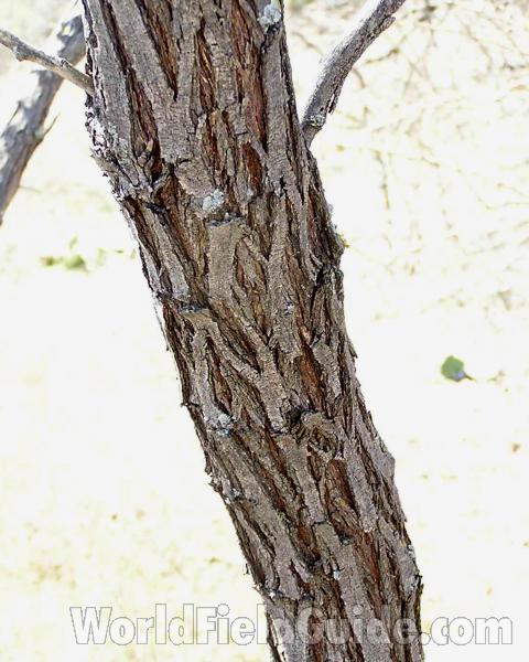 Bark<br>(Location of Picture: Fort Worth, Texas, USA, 2005)
