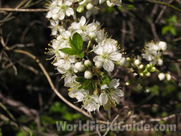 Flowers and Young Leaves<br>(Location of Picture: Tandy Hills, Texas, USA, 2005)