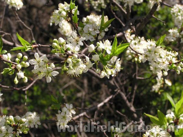 Branch, Young Leaves, and Flowers<br>(Location of Picture: Tandy Hills, Texas, USA, 2005)