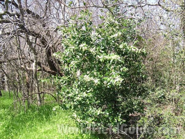 Spring Bush<br>(Location of Picture: Tandy Hills, Texas, USA, 2005)