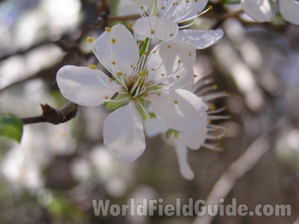 Flower - Close View<br>(Location of Picture: Tandy Hills, Texas, USA, 2005)