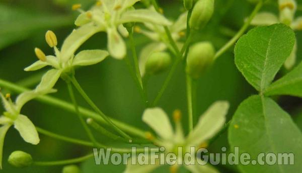 Flower - Close View<br>(Location of Picture: Oakmont Ridge, Texas, USA, 2005)