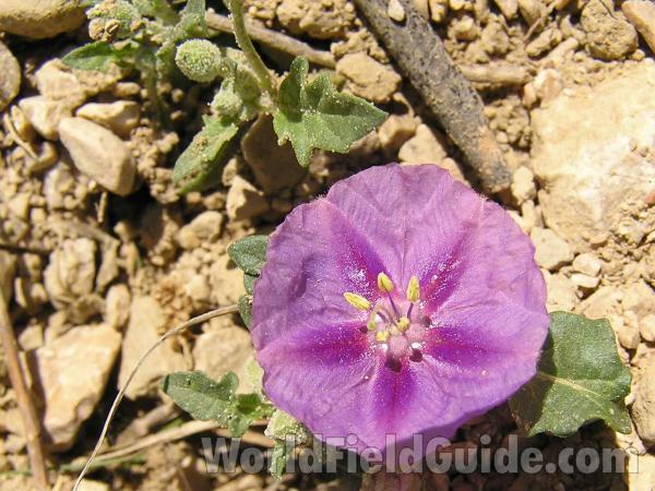 Flower - Close View<br>(Location of Picture: Fossil Hill, Texas, USA, 2005)