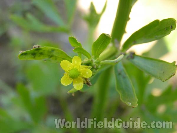 Flower and Leaves<br>(Location of Picture: Joe Pool Lake, Texas, USA, 2005)