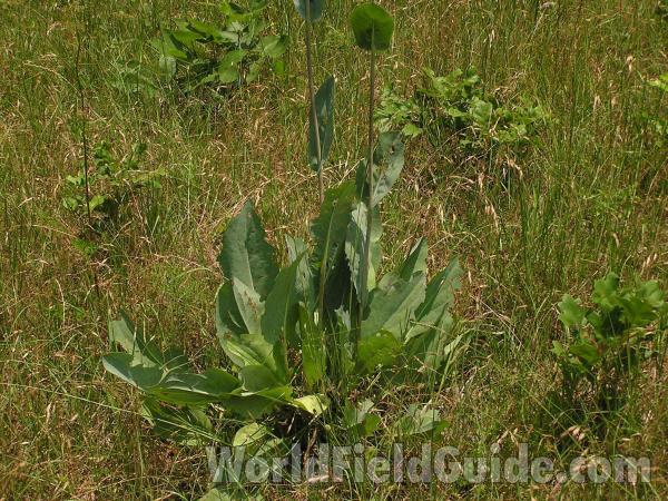 Basal Leaves and Stem<br>(Location of Picture: Big Thicket, Texas, USA, 2005)