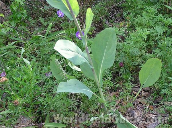 Stem Leaves<br>(Location of Picture: Big Thicket, Texas, USA, 2005)