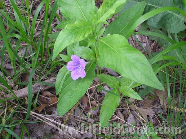 Top Of Plant in  Bloom<br>(Location of Picture: Arbor Hills, Texas, USA, 2005)