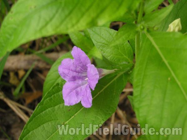 Flower - Side View<br>(Location of Picture: Arbor Hills, Texas, USA, 2005)