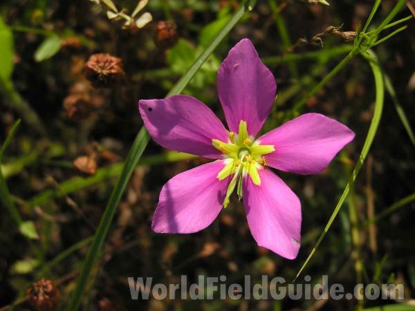 Flower<br>(Location of Picture: Kountz, Texas, USA, 2005)